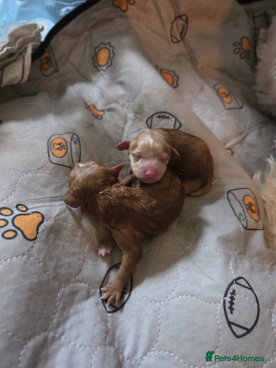 Cavapoo dogs for sale: F1b cavapoos- Red, apricot and white, collect16/12 - Image 6