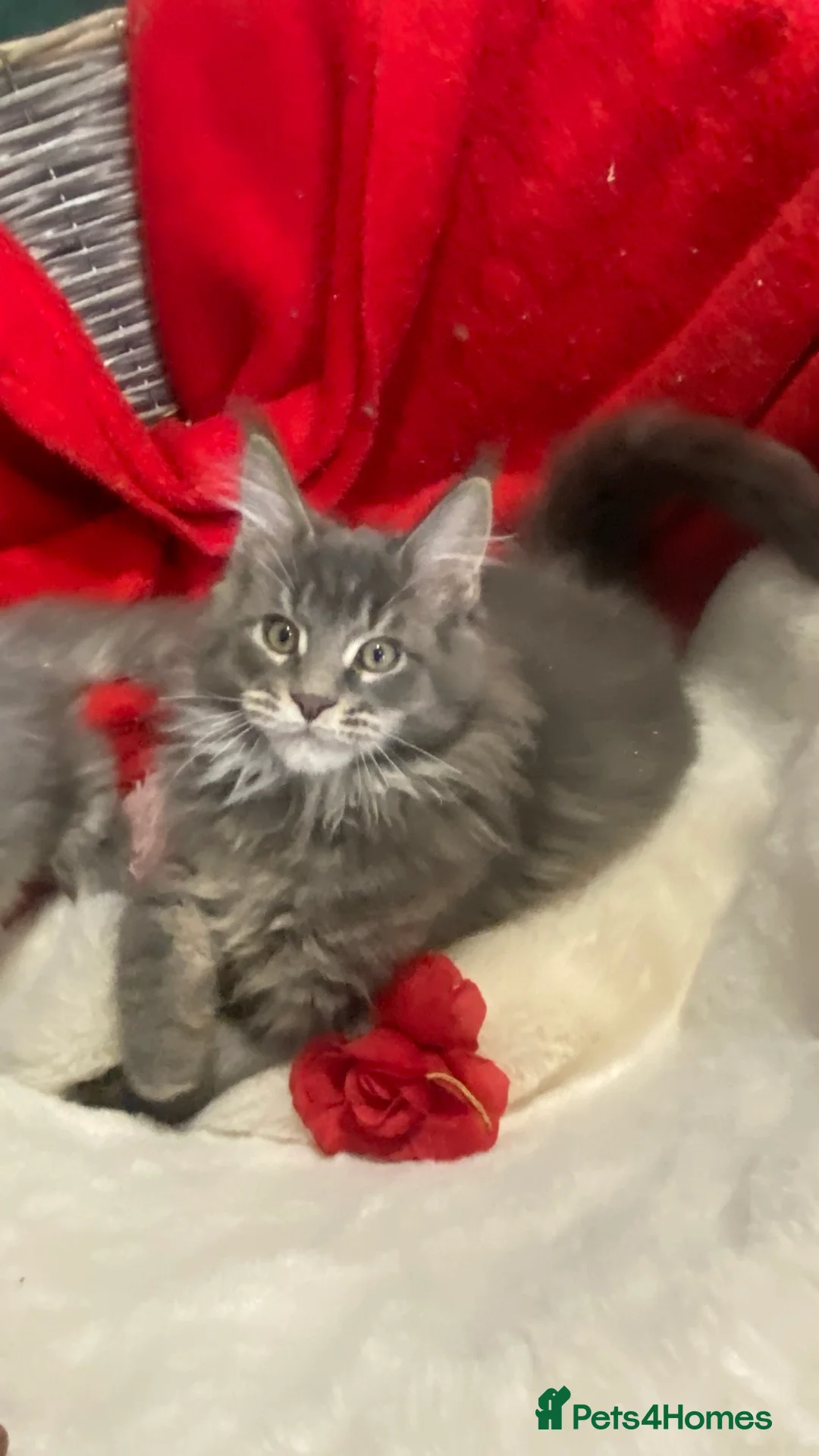 Maine Coon cats for sale: Pedigree Maine Coons - Advert 30