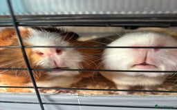 Guinea Pig rodents for sale: 4 girl guinea pigs plus cage and accessories  - Image 4