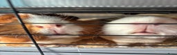 Guinea Pig rodents for sale: 4 girl guinea pigs plus cage and accessories  - Advert 4