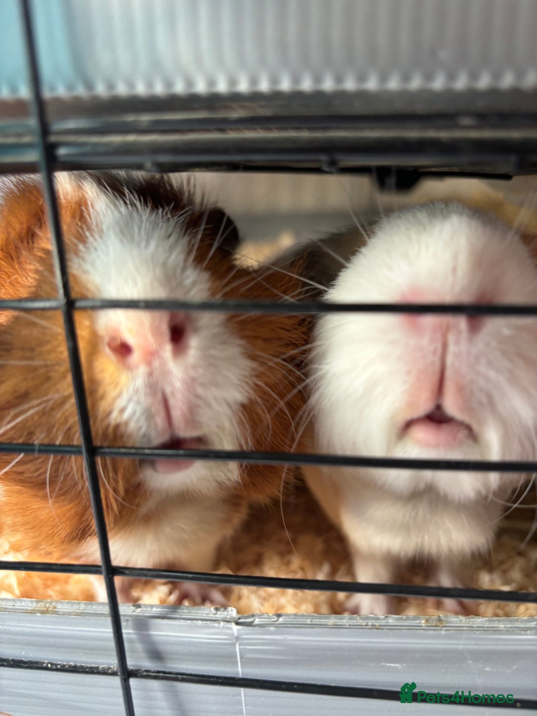 Guinea Pig rodents for sale: 4 girl guinea pigs plus cage and accessories  - Image 4