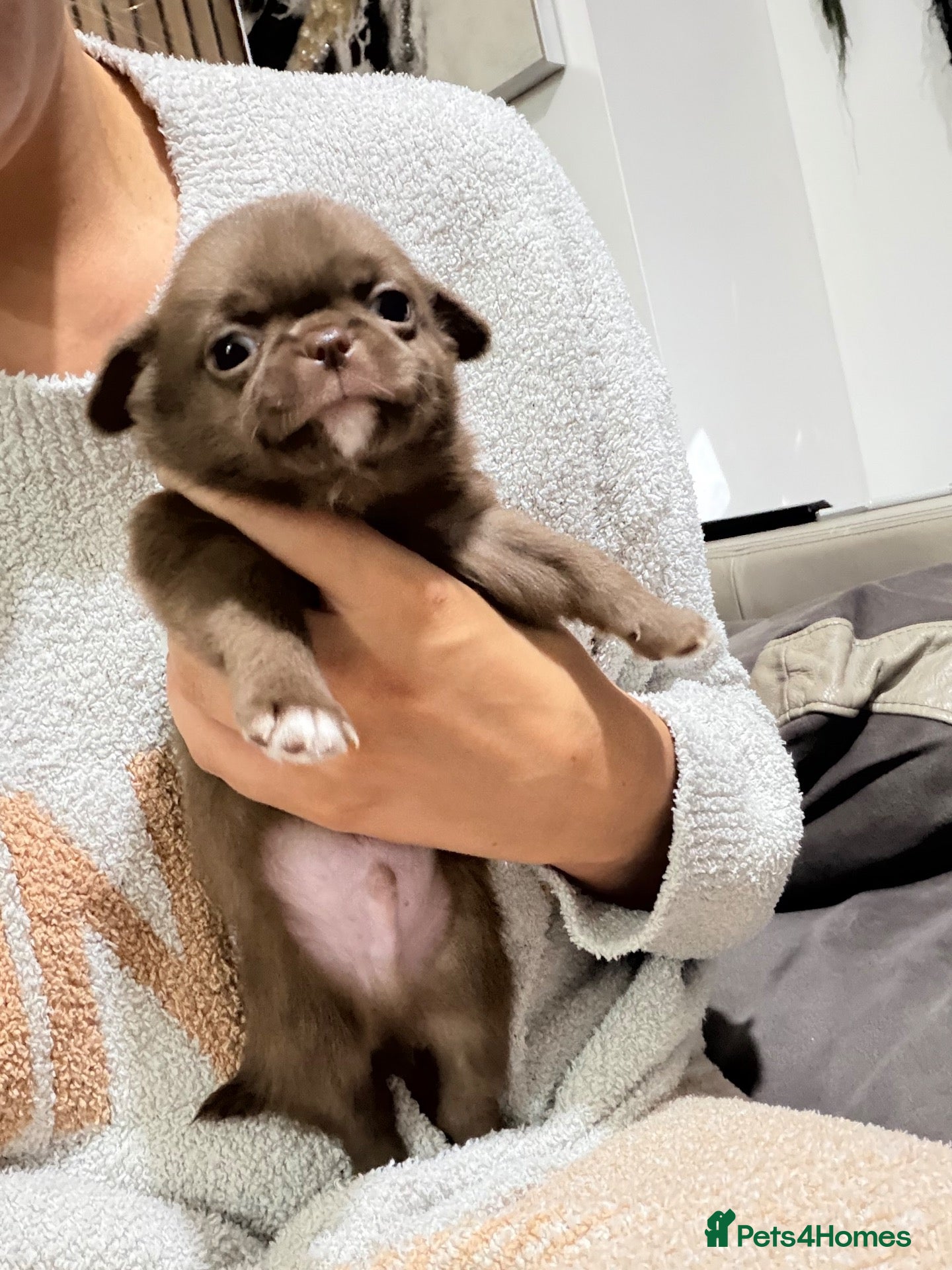 Chihuahua dogs Rare, Last pup, full pedigree KC Chocolate puppy🐾 - Advert 11