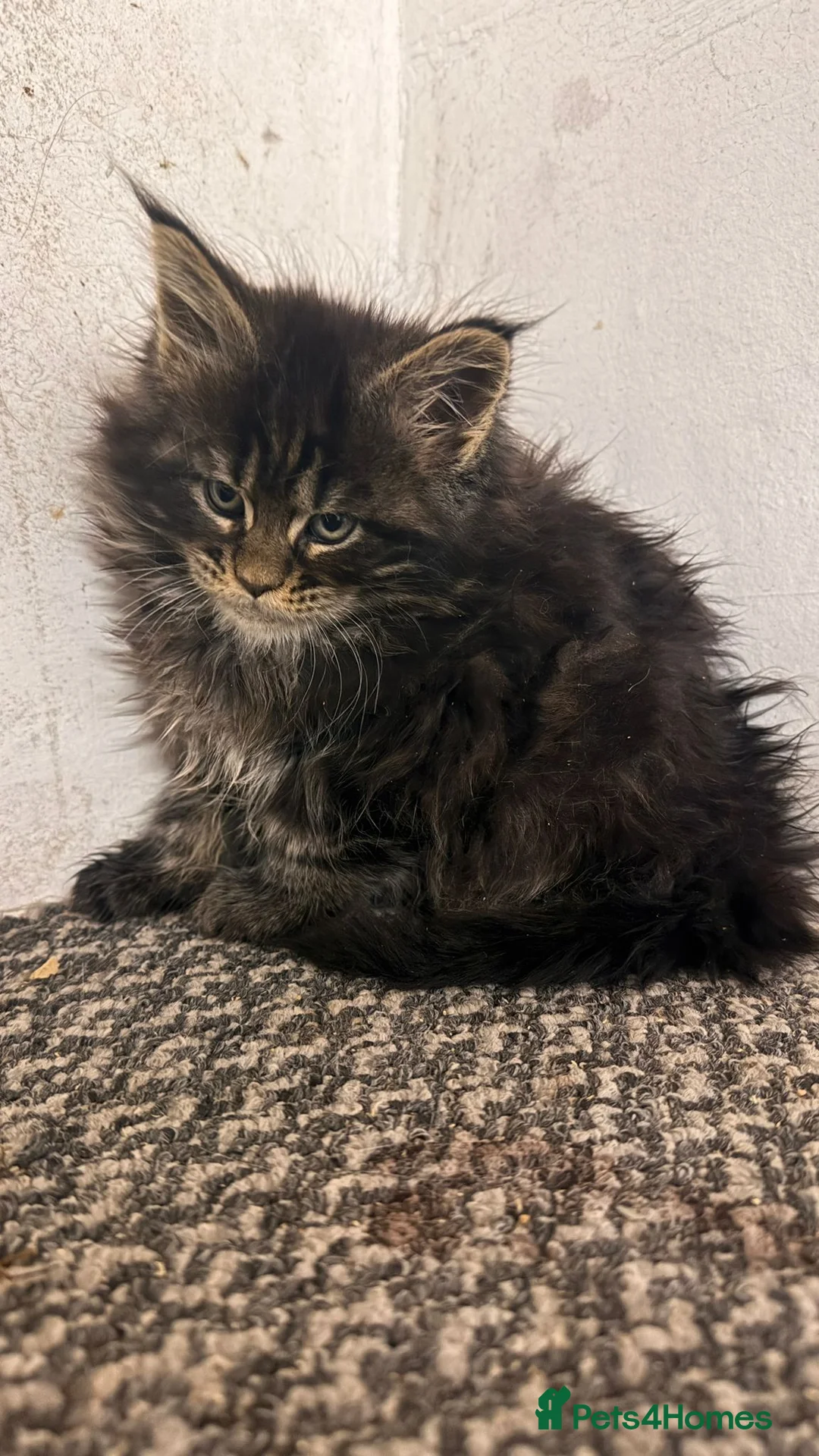 Maine Coon cats for sale: Beautiful tica registered kittens for sale - Advert 8
