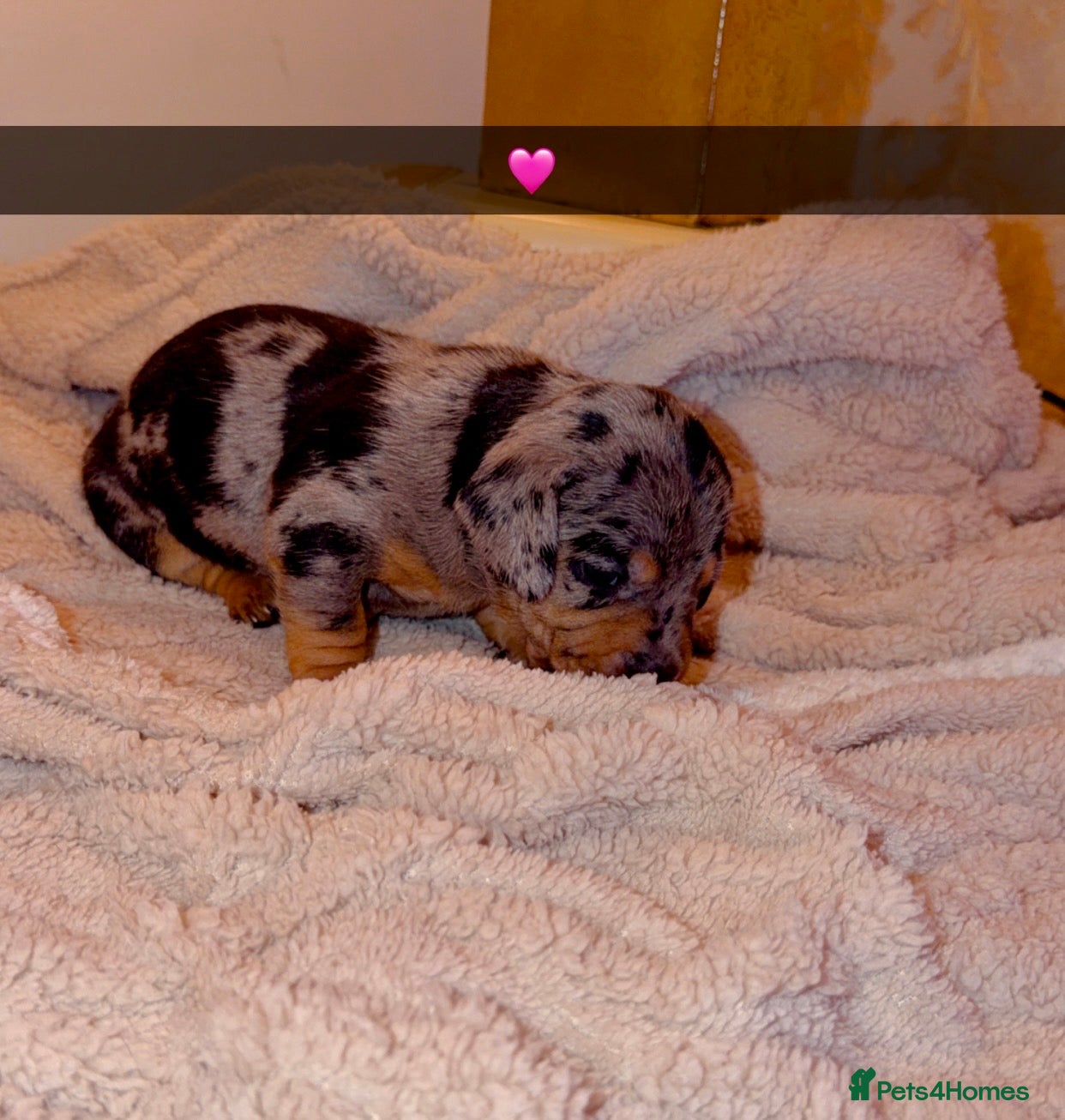 Dachshund dogs for sale: Dachshund  - Advert 4