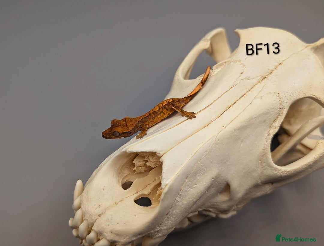 Gecko reptiles for sale: Red Flame Crested Gecko CB25 - Image 3