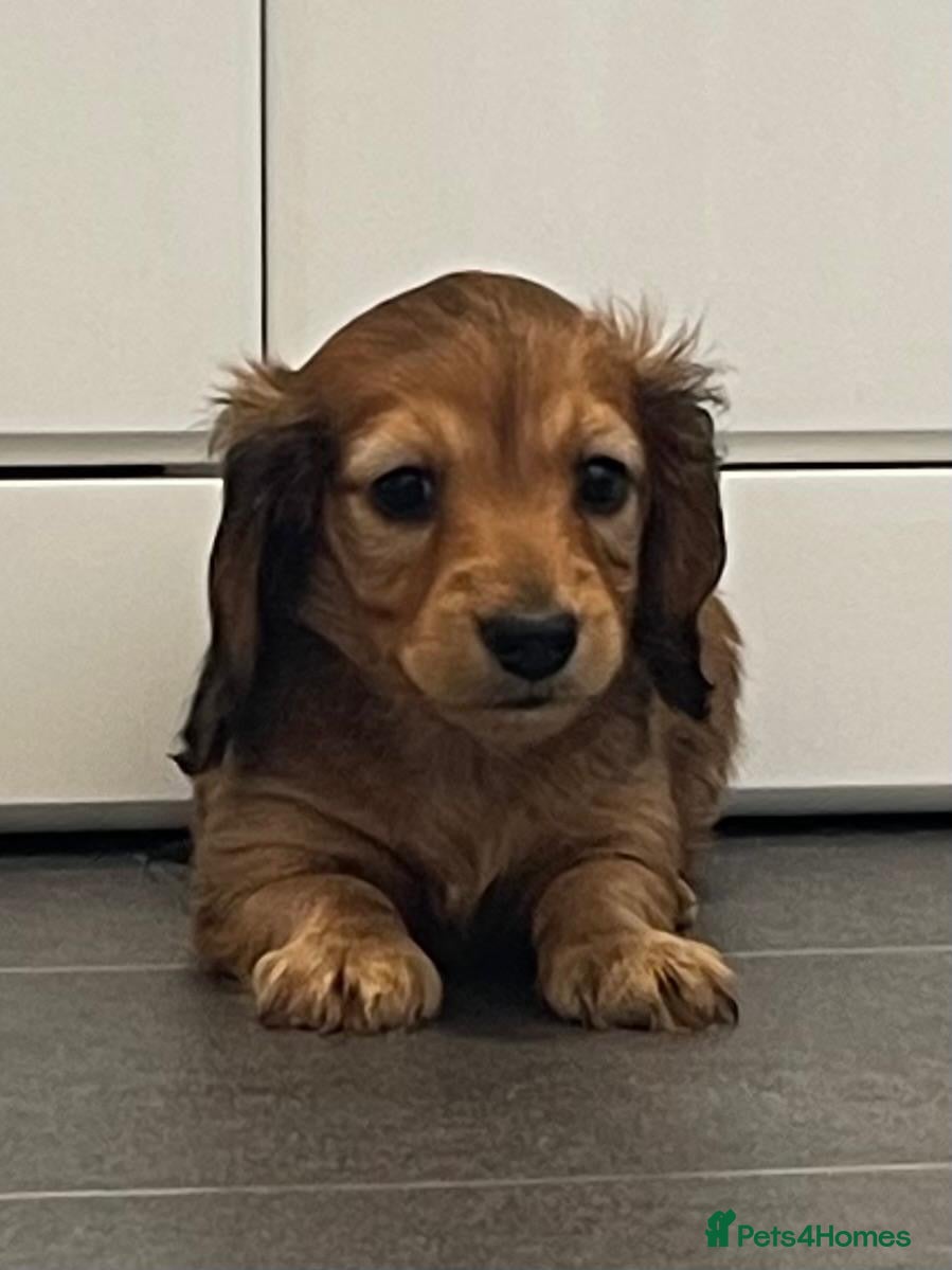 Dachshund dogs for sale: Last 2 Miniature longhaired dachshund Puppies - Advert 30