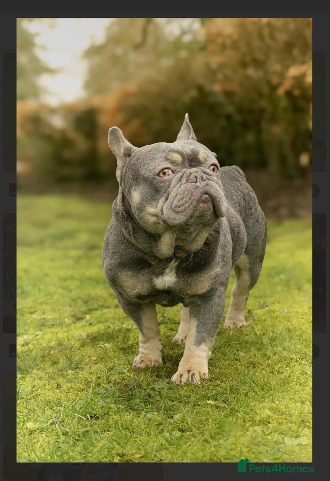 French Bulldog dogs for stud: French bulldog STUD - Advert 3