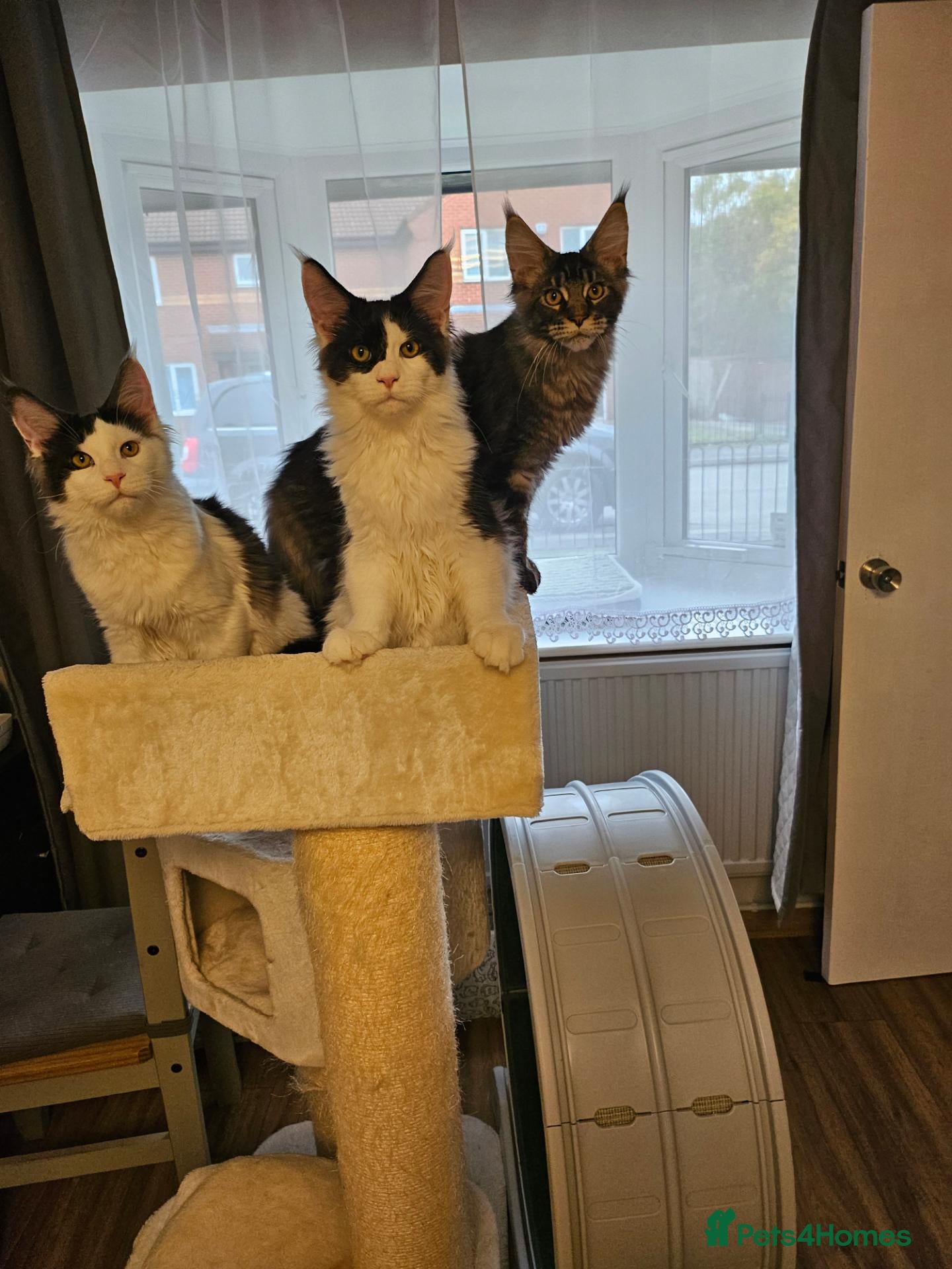 Maine Coon cats for sale: Maine Coon Kittens – GCCF Registered  Boys - Advert 2