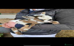 Goats livestock for sale: GORGEOUS NEW BORN BABIES AND FRIENDLY PET WETHERS  - Image 7