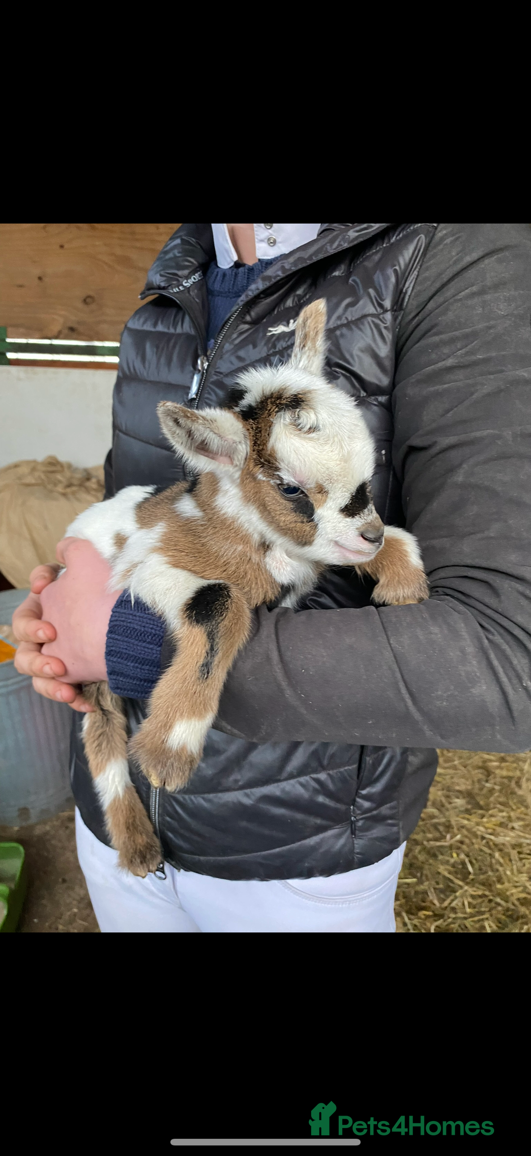 Goats livestock for sale: GORGEOUS NEW BORN BABIES AND FRIENDLY PET WETHERS  - Image 7