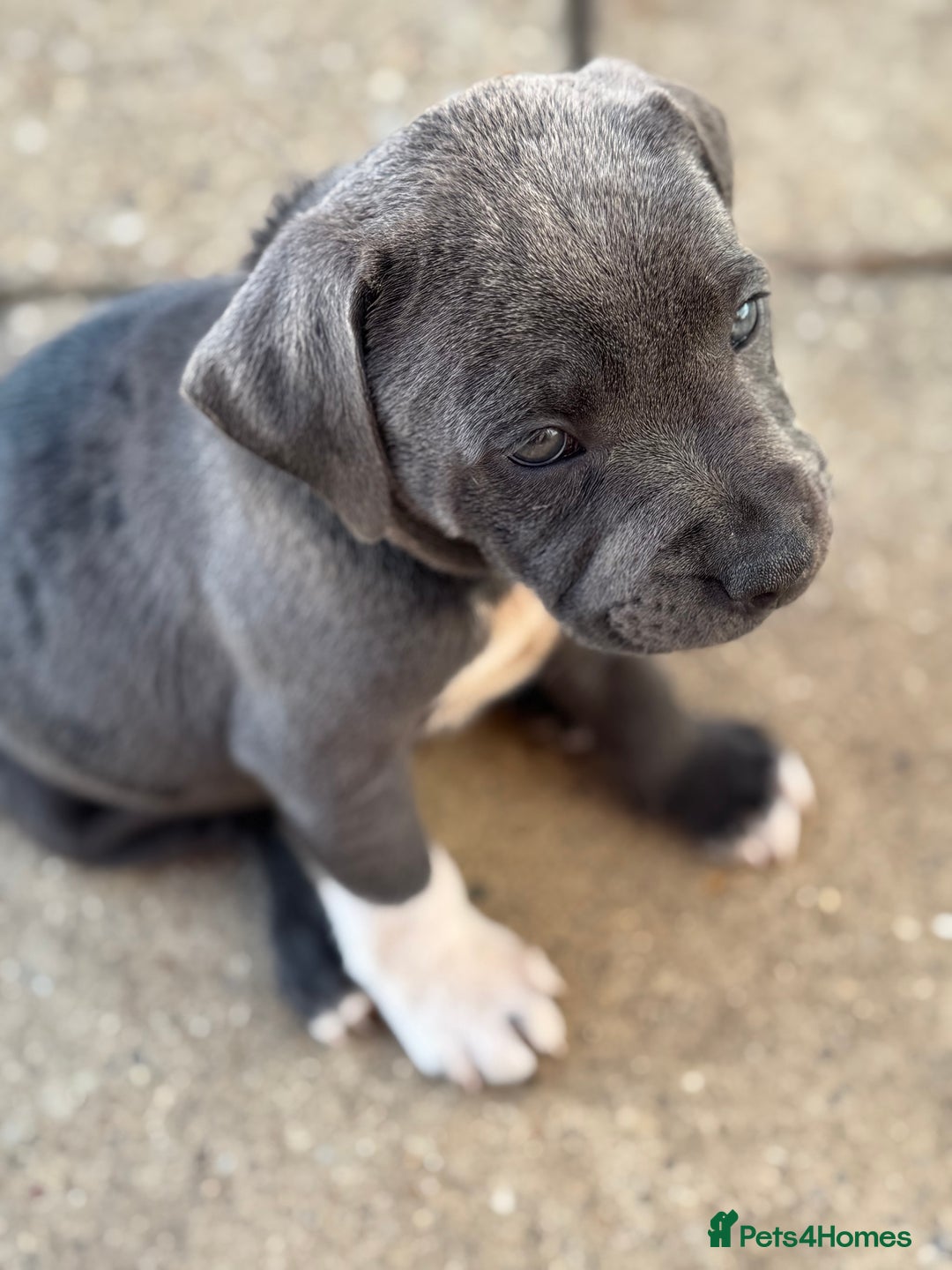 Staffordshire Bull Terrier dogs for sale: Kc registered blue Staffordshire puppies  - Image 11