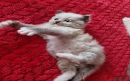 Ragdoll cats for sale: Kitten - Image 25