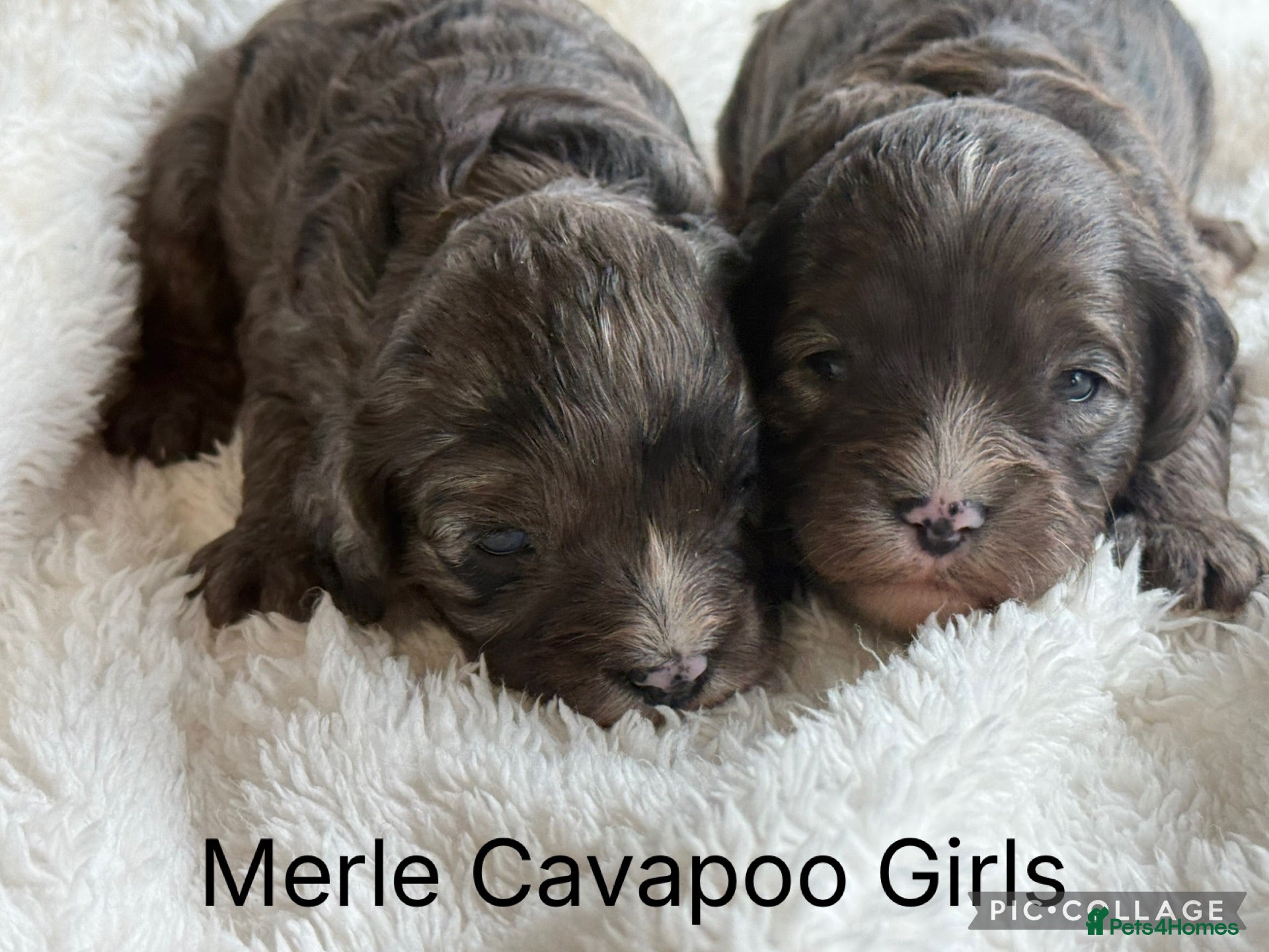 Cavapoo dogs F1 Cavapoo’s with Merles  - Advert 1