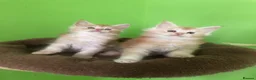 Maine Coon cats for sale: Fife registered, red silver Maine coon kittens  - Advert 11