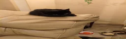 British Shorthair cats for sale: I am  **  3 cute kittens.  in Burnley - Advert 4