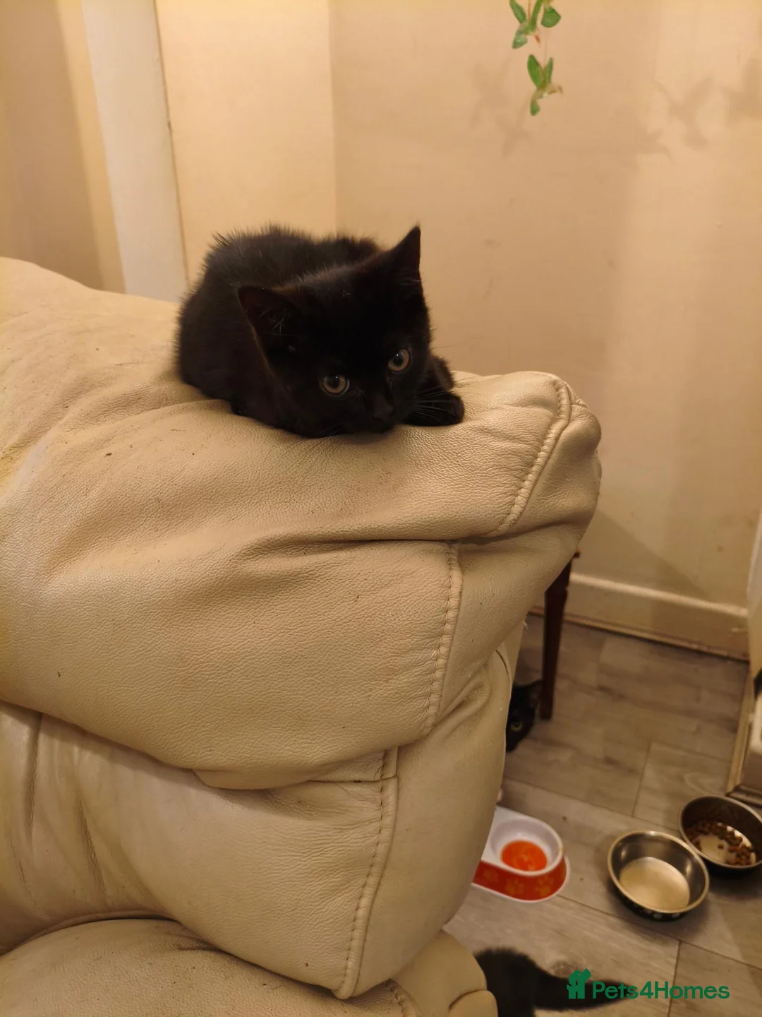 British Shorthair cats for sale: I am  **  3 cute kittens.  in Burnley - Advert 4