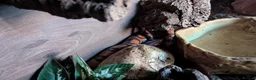 Boa Snake reptiles for sale: Beautiful Brazilian Rainbow Boa - Advert 4