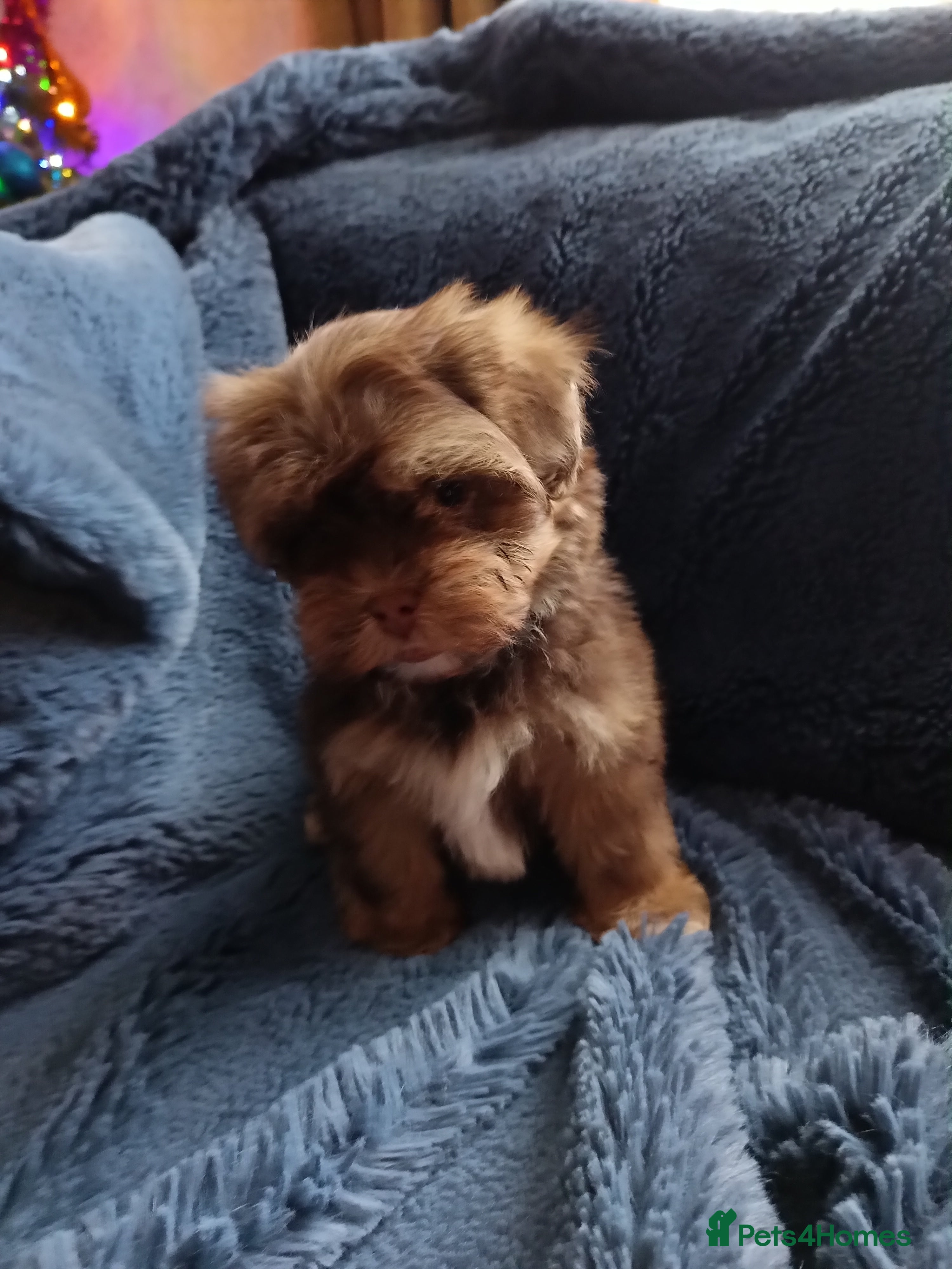 Shihpoo dogs ***Ready now***Handsome F1 Shihpoo Boy - Advert 6