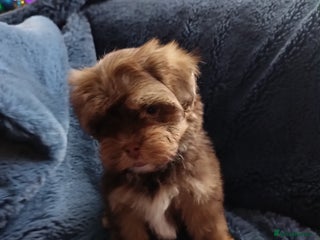 Shihpoo dogs ***Ready now***Handsome F1 Shihpoo Boy - Advert 14