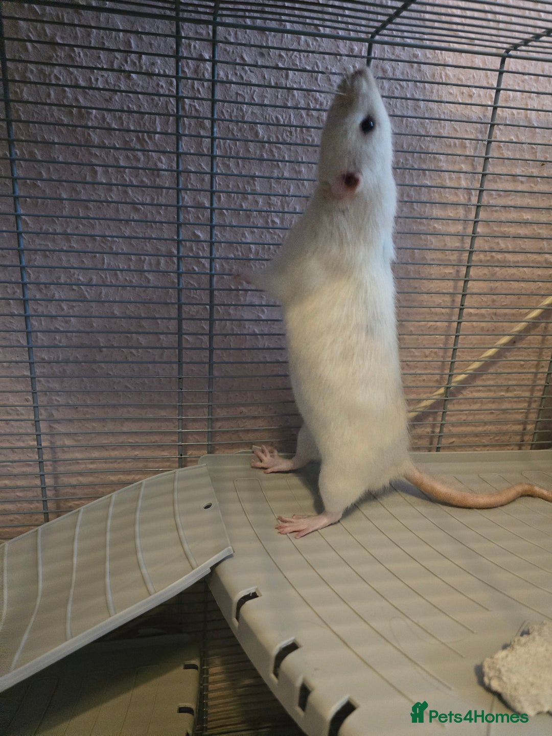 Rat rodents for sale: Rat with cage, carryon, and all the essentials - Advert 4