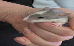 Rat rodents for sale: Mix of rex and straight fur babies(grey and white) - Image 4
