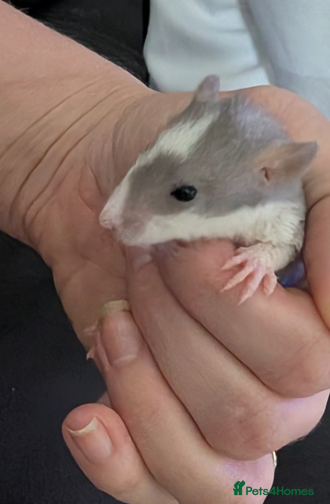Rat rodents for sale: Mix of rex and straight fur babies(grey and white) - Image 4