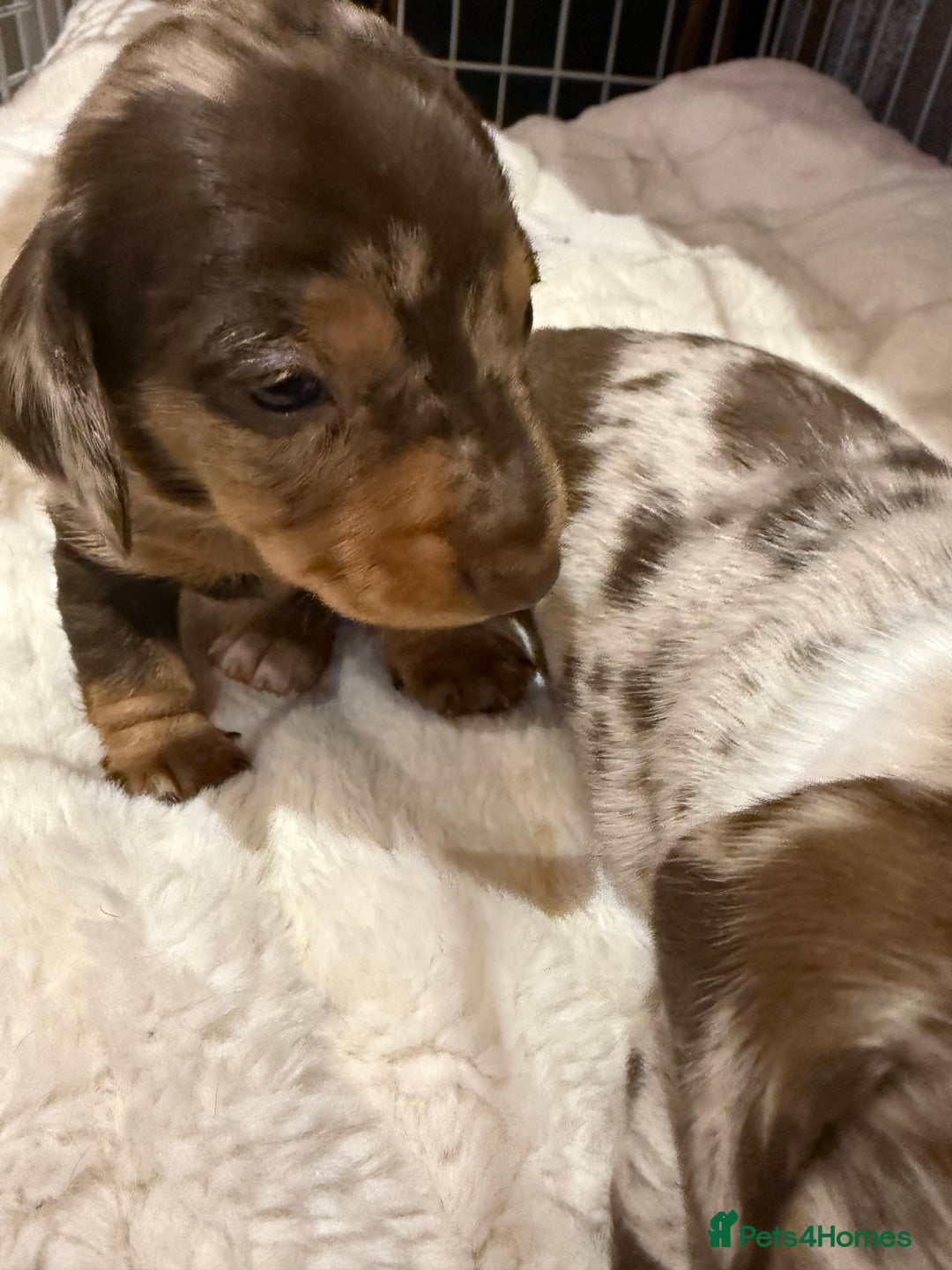 Miniature Dachshund dogs for sale: 🐾 5 Mini Dachshunds 4 dappled, 1 choc 🐾 - Advert 22