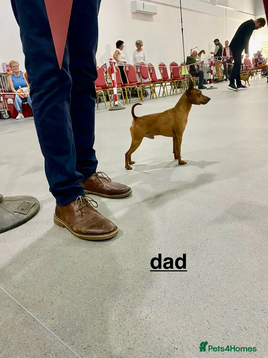 Miniature Pinscher dogs for sale: KC Miniature pincher in Doncaster - Advert 2