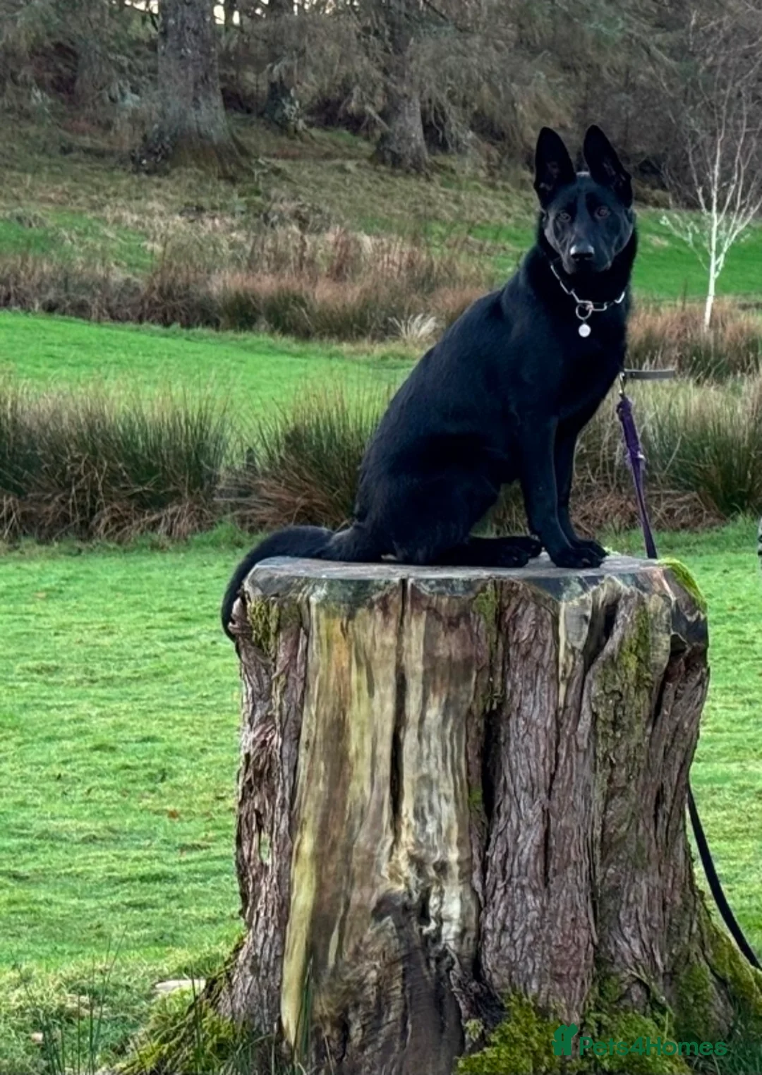 German Shepherd dogs for sale: Personal Protection German Shepherd - Advert 1