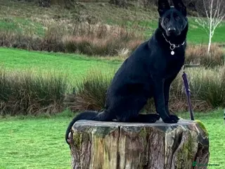 German Shepherd dogs Personal Protection German Shepherd - Advert 5