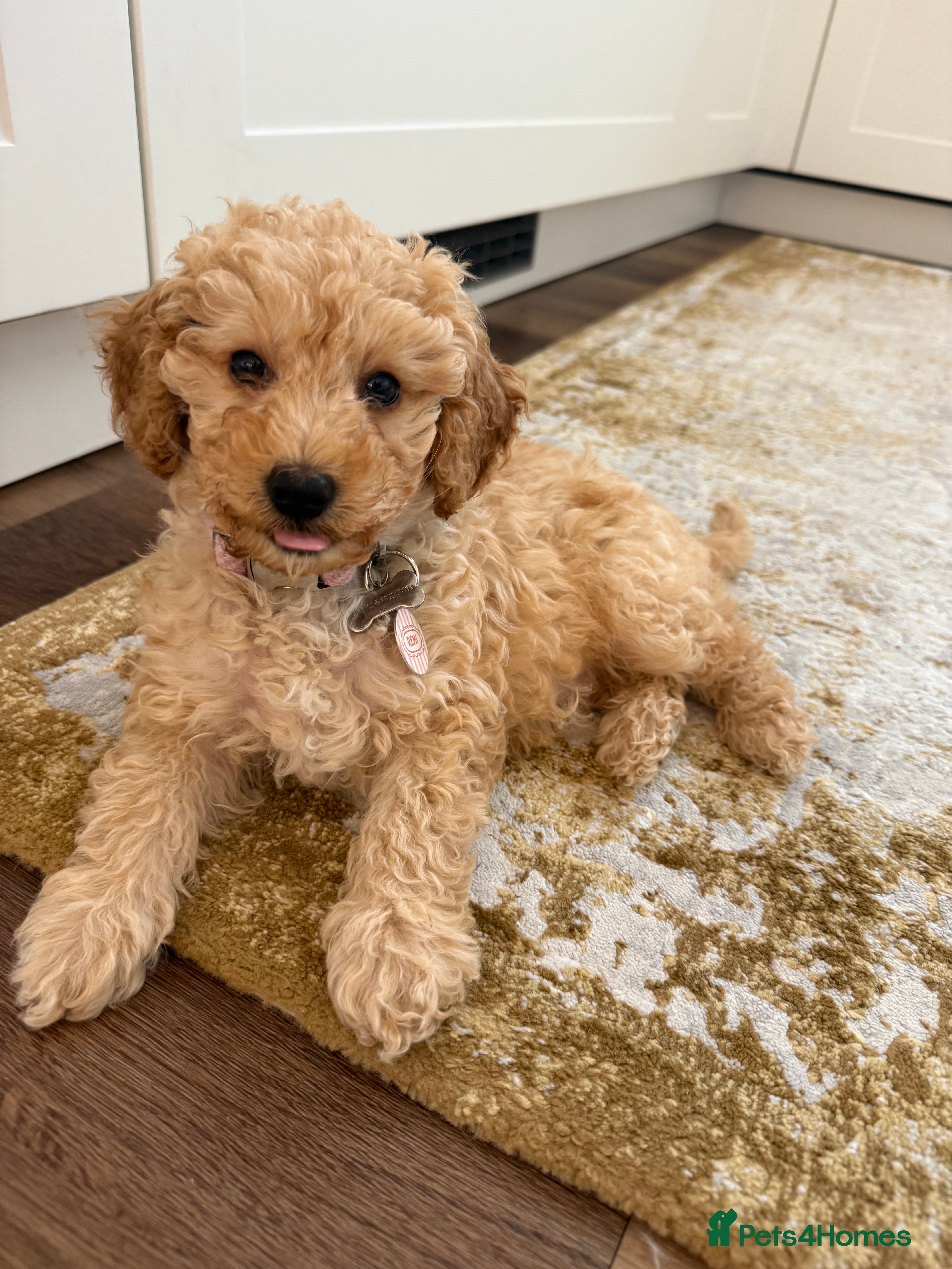Cavapoo dogs Beautiful Cavapoo puppy looking for new home - Advert 1