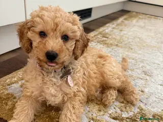 Cavapoo dogs Beautiful Cavapoo puppy looking for new home - Advert 1