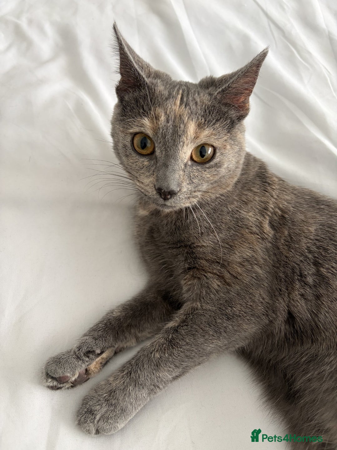 British Shorthair cats for sale: Female British Shorthair  - Advert 2