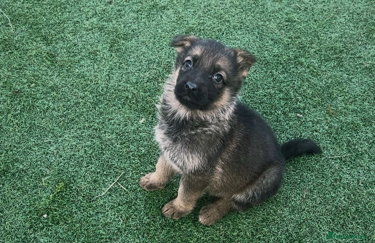 German Shepherd dogs German shepherd pups  - Advert 1