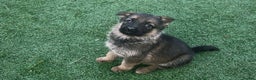 German Shepherd dogs for sale: German shepherd pups  - Advert 1