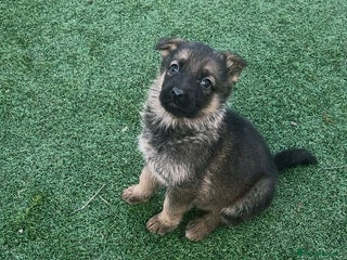 German Shepherd dogs German shepherd pups - Advert 1