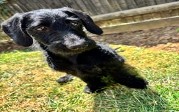 Mixed Breed dogs for sale: Smart boy hulk needs a new home  - Image 3
