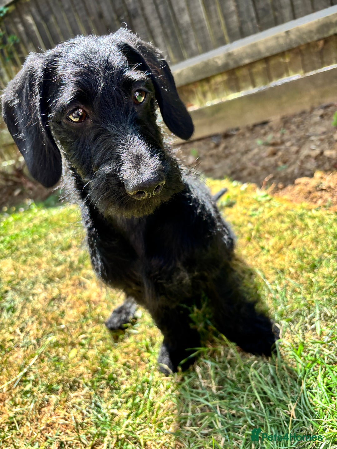 Mixed Breed dogs for sale: Smart boy hulk needs a new home  - Image 3