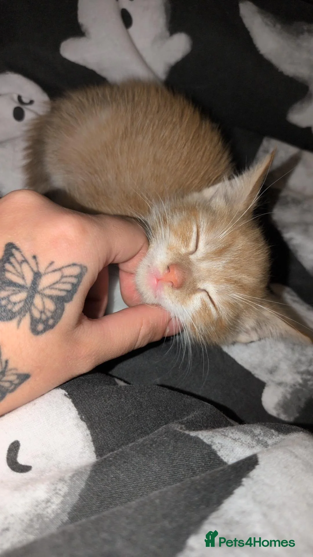 Mixed Breed cats for sale: Ginger male kitten for sale  in Gravesend - Advert 2