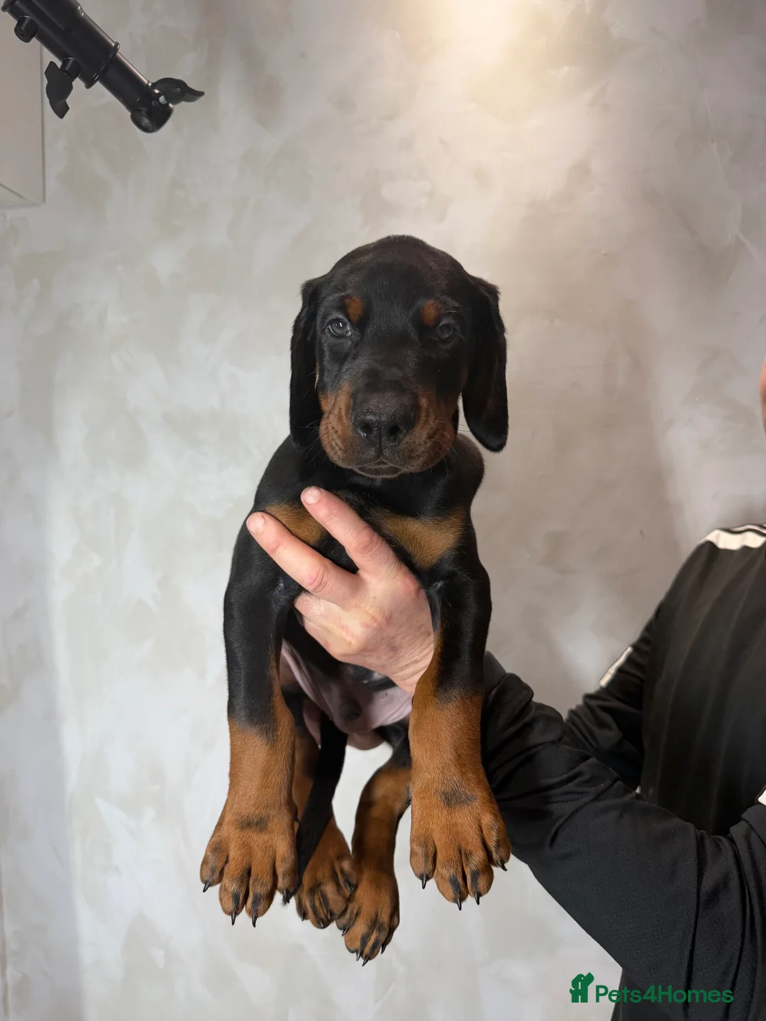 Dobermann dogs for sale: Ready to leave 6th of March  in Reading - Advert 8