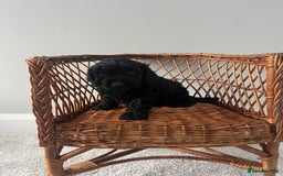 Cockapoo dogs for sale: Cockapoos ready from 10th of November  - Image 18