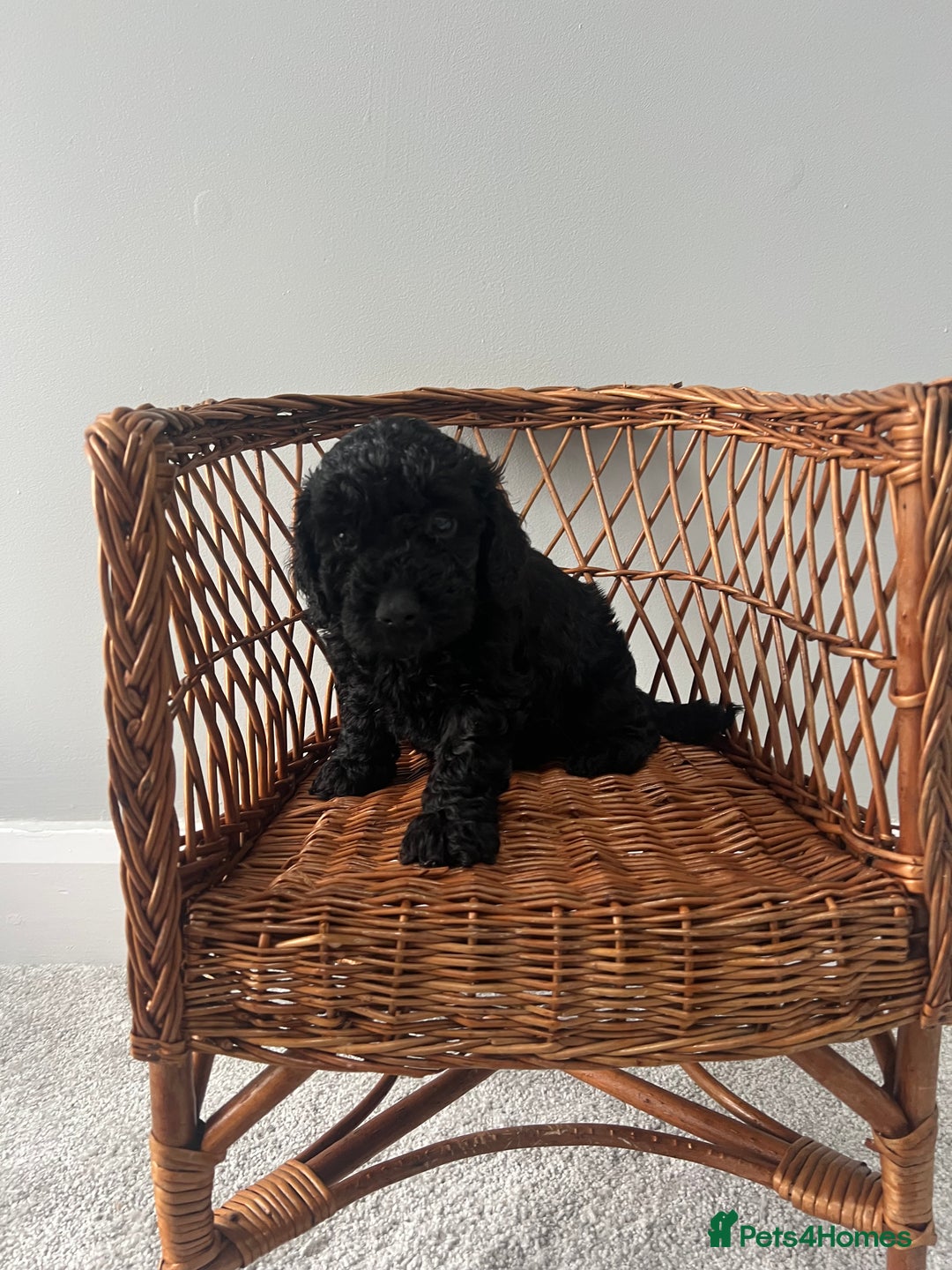 Cockapoo dogs for sale: Cockapoos ready from 10th of November  - Image 18