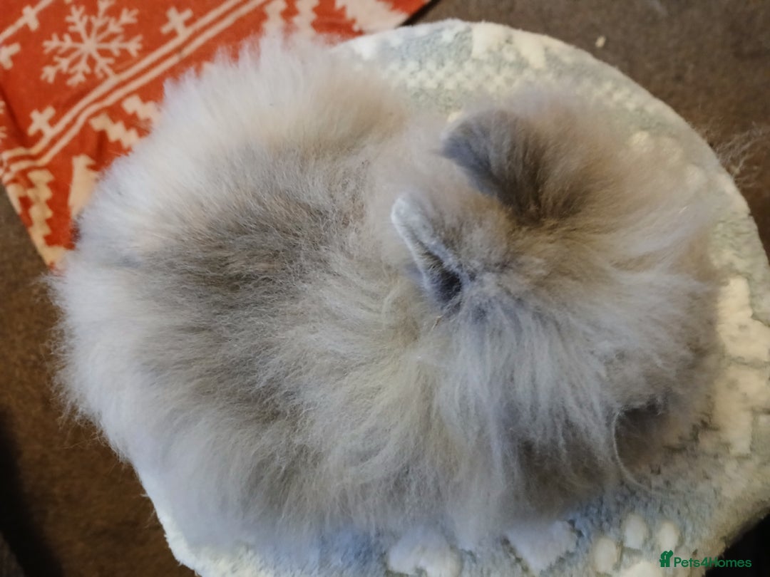 Lionhead rabbits for sale: Stunning DM Lionhead baby rabbit  - Advert 2
