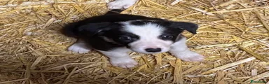 Border Collie 5