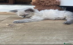 Ragdoll cats for sale: Beautiful ragdoll kittens  - Image 8