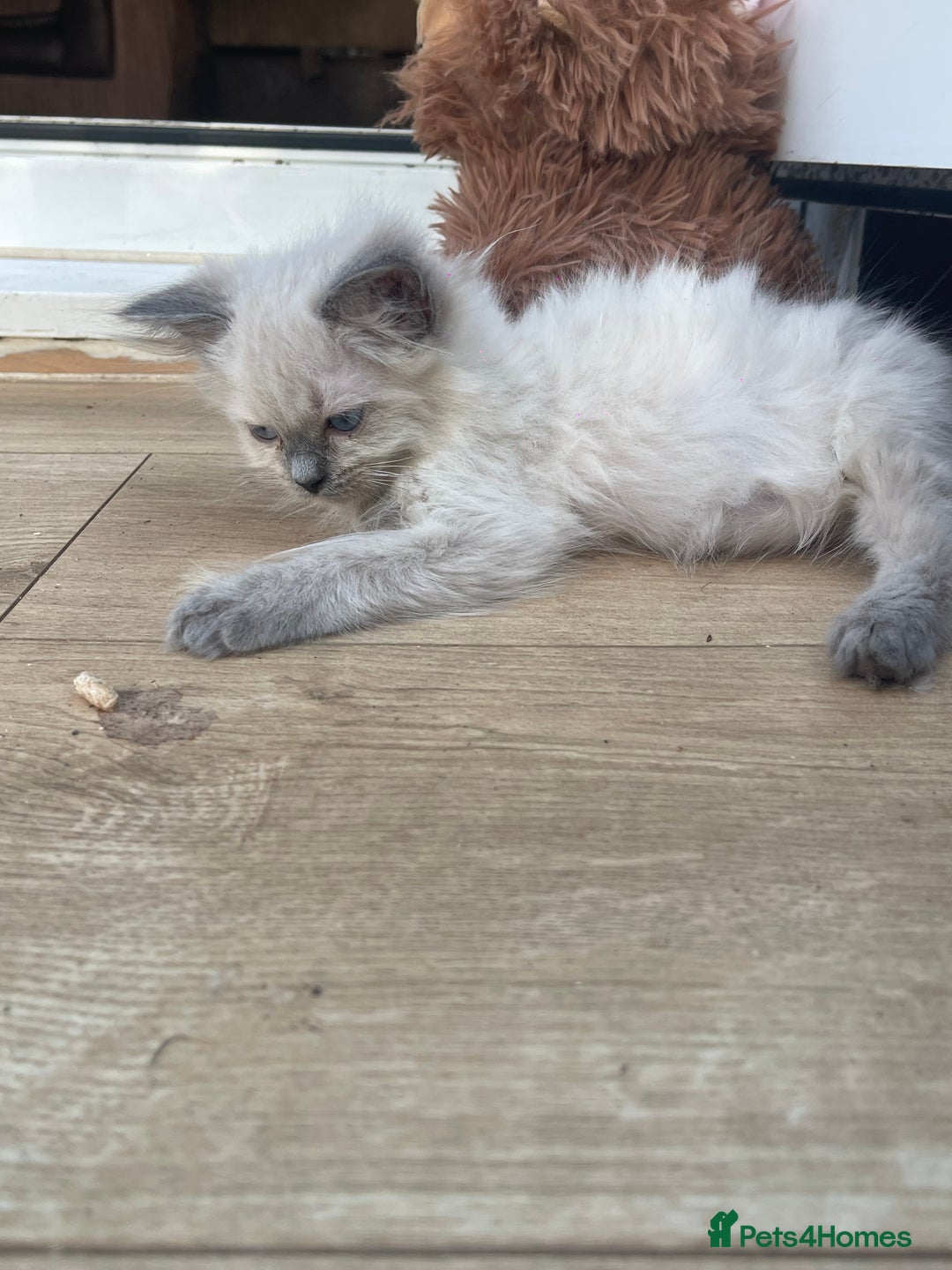 Ragdoll cats for sale: Beautiful ragdoll kittens  - Image 8