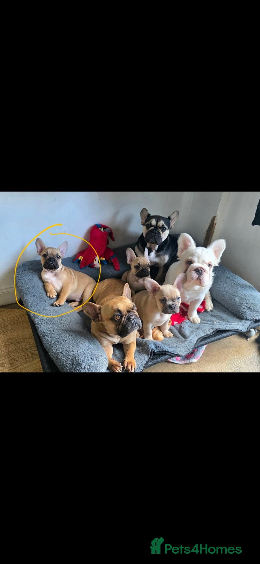 French Bulldog dogs for sale: 12 WEEK OLD FRENCH BULLDOG READY NOW - Advert 7
