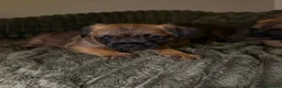 Border Terrier dogs for sale: Gorgeous Pure Border Terrier Puppies in Waltham Abbey - Advert 2