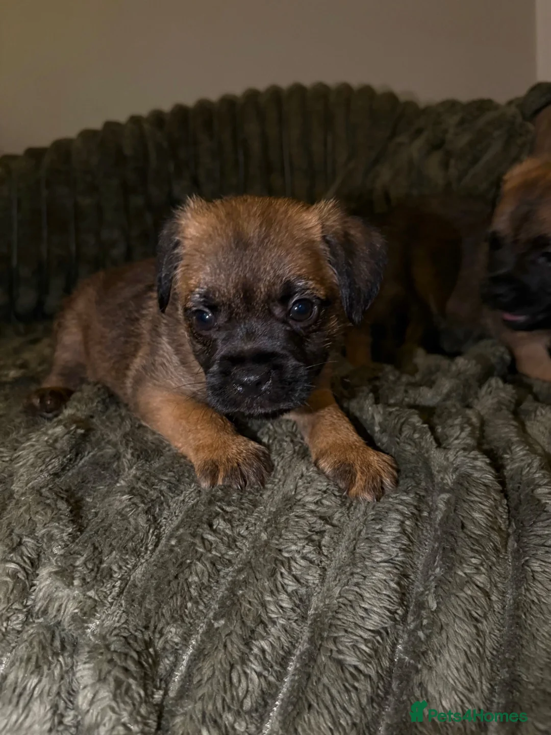 Border Terrier dogs for sale: Gorgeous Pure Border Terrier Puppies in Waltham Abbey - Advert 2