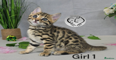 Bengal cats - Advert 5